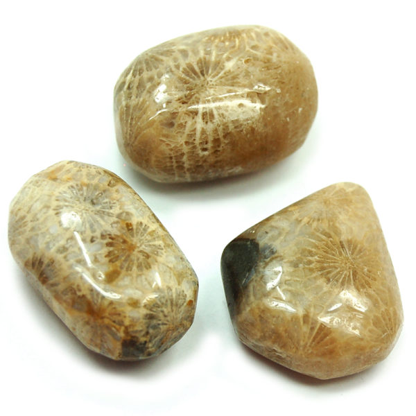 Crystal Tumblestone Tumble Fossil Coral